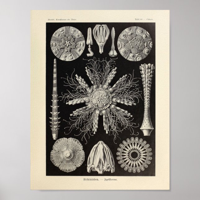 Vintage Echinidea Colour Ernst Haeckel Art Print (Front)