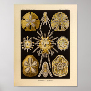 Vintage Echinidea Colour Ernst Haeckel Print