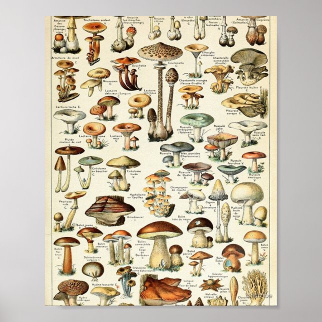 Vintage Edible Mushroom Chart (Front)