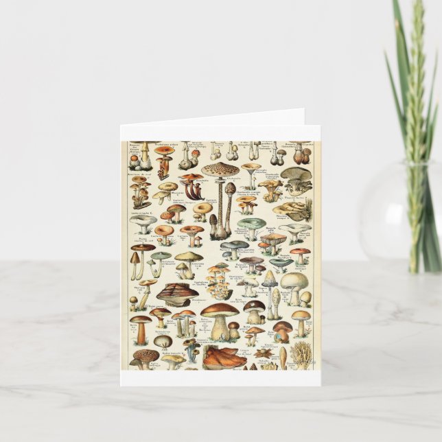Vintage Edible Mushroom Chart Card (Front)