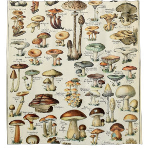 Vintage Edible Mushroom Chart Shower Curtain