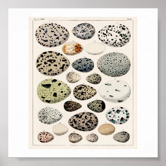 VINTAGE EGGS 1843 ILLUSTRATION POSTER (Front)
