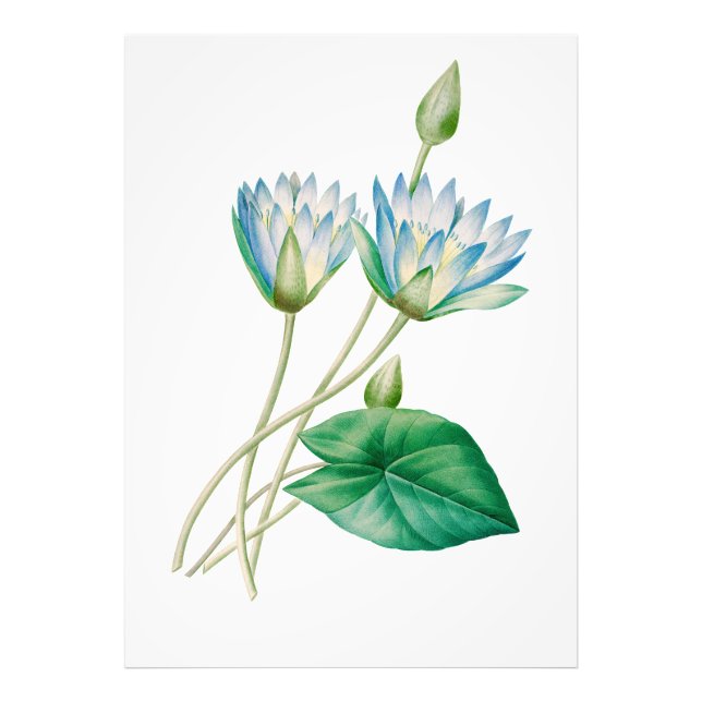 Vintage Egyptian Lotus Flower Photo Enlargement (Front)