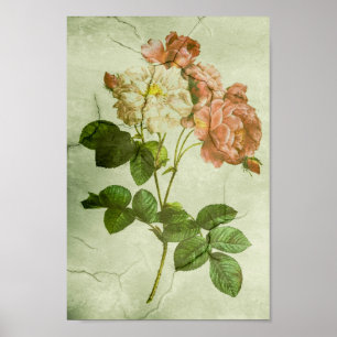 Vintage Elegant Shabby Chic Peonies Poster