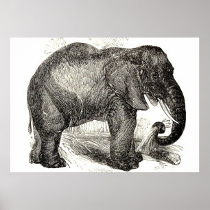 Vintage Elephant Illustration (1891) Poster