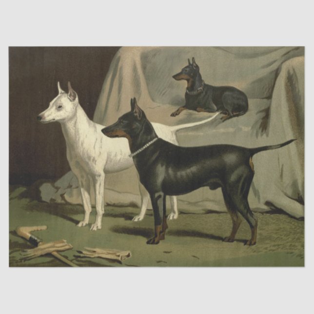 Vintage English Terriers Tissue Paper (Front)
