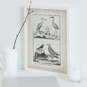 Vintage Engraving Seabirds - Spoonbill Gull Ibis Poster