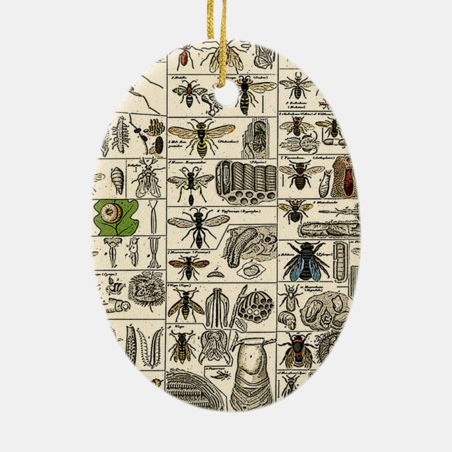 Vintage Entomology Ceramic Tree Decoration (Back)