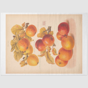 Vintage Ephemera Decoupage Autumn Apples Tissue Paper