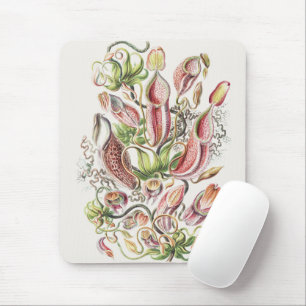 Vintage Ernst Haeckel Botanical Pitcher Plant Mouse Pad