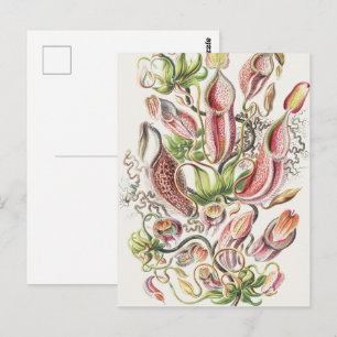 Vintage Ernst Haeckel Botanical Pitcher Plant Postcard