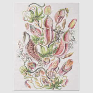 Vintage Ernst Haeckel Botanical Pitcher Plant Tissue Paper
