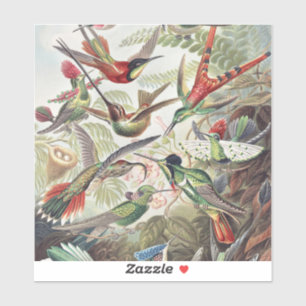 Vintage Ernst Haeckel Colourful Hummingbird Poster