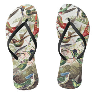 Vintage Ernst Haeckel Colourful Hummingbird Poster Jandals