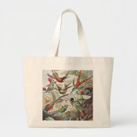 Vintage Ernst Haeckel Colourful Hummingbird Poster
