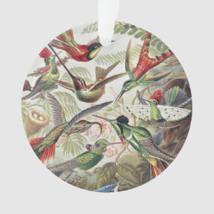 Vintage Ernst Haeckel Colourful Hummingbird Poster Ornament