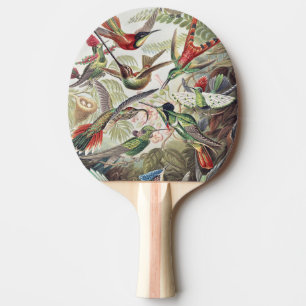 Vintage Ernst Haeckel Colourful Hummingbird Poster Ping Pong Paddle