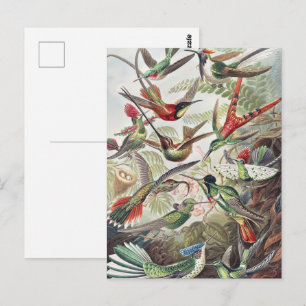 Vintage Ernst Haeckel Colourful Hummingbird Poster Postcard
