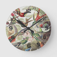 Vintage Ernst Haeckel Colourful Hummingbird Poster