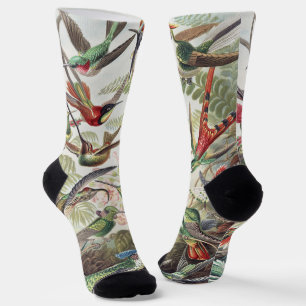 Vintage Ernst Haeckel Colourful Hummingbird Poster Socks