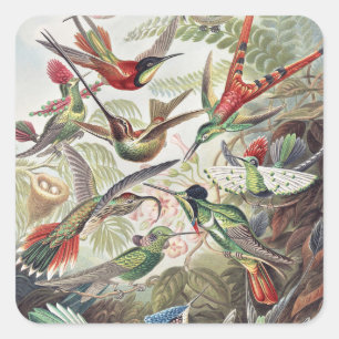 Vintage Ernst Haeckel Colourful Hummingbird Poster Square Sticker