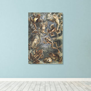 Vintage Ernst Haeckel Frog Scientific Illustration Canvas Print
