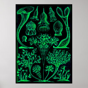 Vintage Ernst Haeckel Green & Black Poster Print