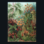 Vintage Ernst Haeckel Moss Poster<br><div class="desc">Vintage Ernst Haeckel Moss</div>