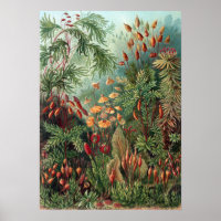 Vintage Ernst Haeckel Moss
