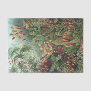 Vintage Ernst Haeckel Moss Poster Tissue Paper