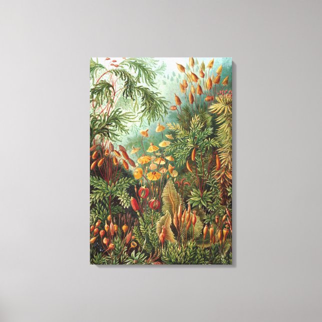 Vintage Ernst Haeckel Mosses Canvas Print (Front)