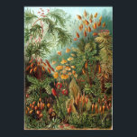 Vintage Ernst Haeckel Mosses Poster<br><div class="desc">This design is influenced by the 1904 illustrations from "Art Forms of Nature" by Ernst Haeckel (1834 – 1919) and in particular Mosses. Ernst Haeckel was a German biologist,  naturalist,  philosopher,  physician,  professor,  marine biologist,  and artist who discovered,  described and named thousands of new species.</div>