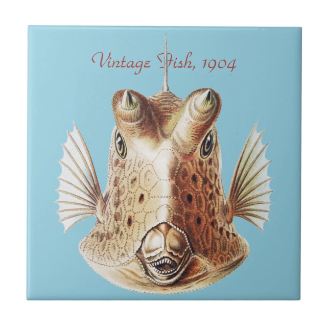 Vintage Ernst Haeckel Nautical Gold Cowfish Art Tile (Front)