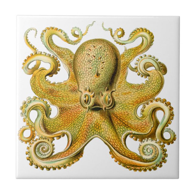 Vintage Ernst Haeckel Octopus in Yellow Tile (Front)