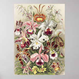 Vintage Ernst Haeckel Orchid Botanical Print