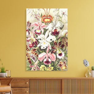 Vintage Ernst Haeckel Orchid Botanical Print