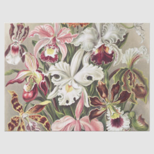 Vintage Ernst Haeckel Orchid Botanical Print Tissue Paper