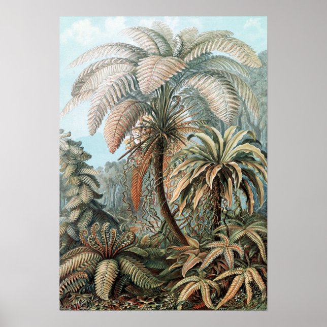 Vintage Ernst Haeckel Palm Trees Poster (Front)