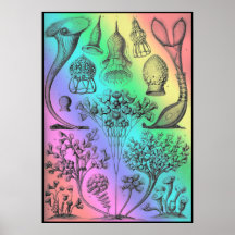 Vintage Ernst Haeckel Rainbow Coloured Poster Prin