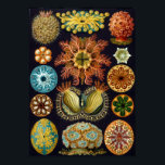 Vintage Ernst Haeckel Scientific Illustration Poster<br><div class="desc">Celebrating Ernst Haeckel</div>