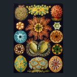 Vintage Ernst Haeckel Scientific Illustration Poster<br><div class="desc">Celebrating Ernst Haeckel</div>