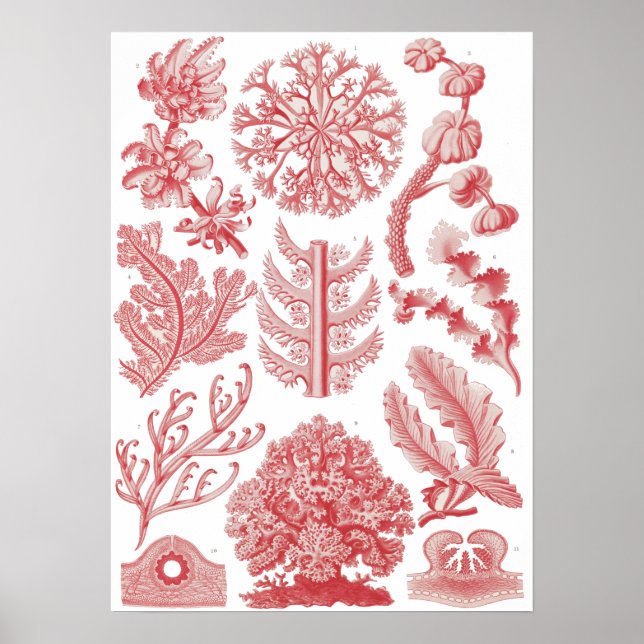 Vintage Ernst Haeckel Seaweed Poster (Front)
