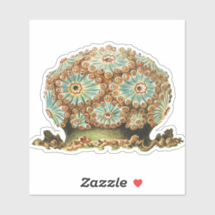 Vintage Ernst Haeckel Teal Orange Sea Life