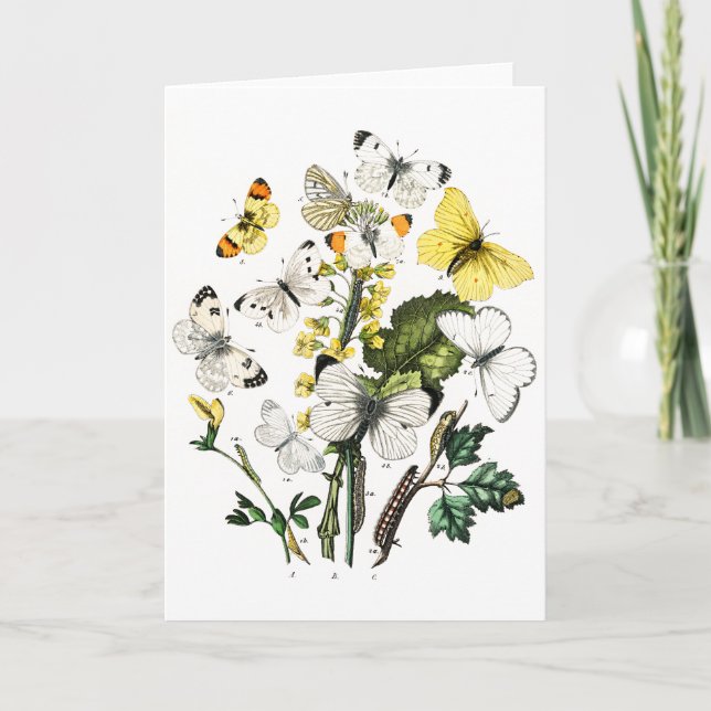 Vintage European Butterflies Card (Front)