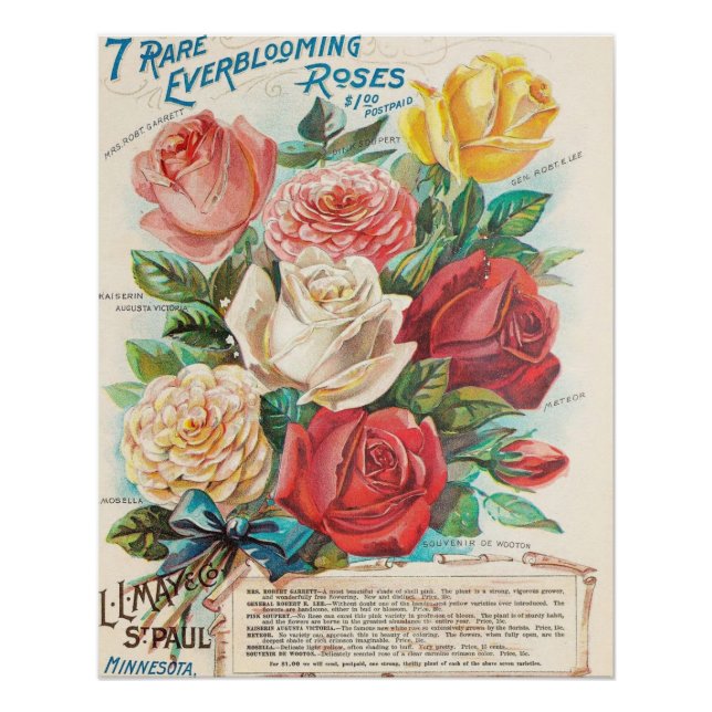 Vintage Everblooming Roses Poster (Front)