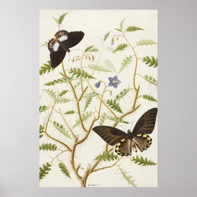 Vintage Exotic Butterflies Poster (Front)