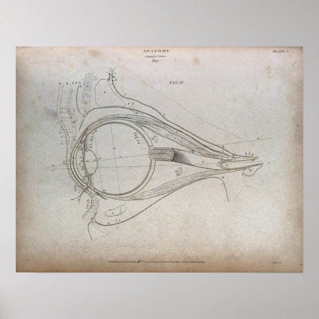 Vintage Eye Diagram Etching Print Poster (Front)