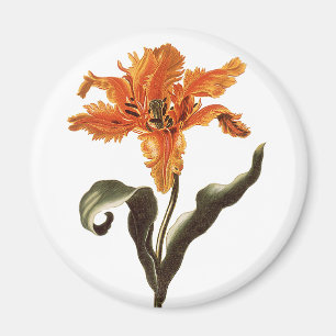 Vintage Fancy Orange Lily in Bloom, Garden Flowers Magnet