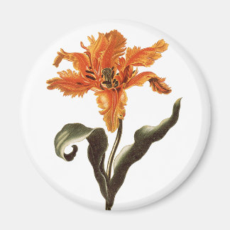 Vintage Fancy Orange Lily in Bloom, Garden Flowers Magnet