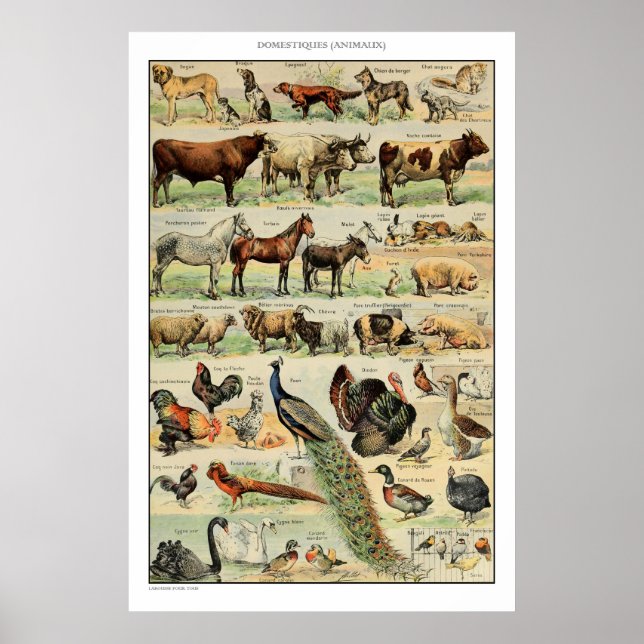 Vintage Farm Animals Vintage Scientific Education Poster (Front)